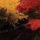 紅葉。紅葉回廊