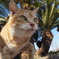江ノ島ねこ