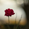 赤い秋薔薇