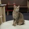 新宿きゃりこの猫さん