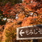 茨城県　水戸　偕楽園