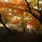 紅葉の頃