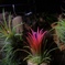 ionantha