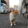 散歩ねこ