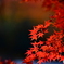 紅