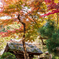 日本の秋・円覚寺