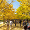 国営昭和記念公園・黄葉