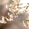 DSCF3559