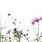 秋桜2020（白背景