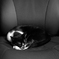 二万円の椅子で眠る猫
