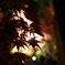 竈門神社