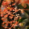 紅葉狩り