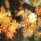 紅葉狩りⅡ