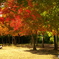 紅拾い