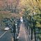 街路樹