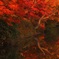 紅葉輝く朝の水辺
