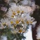 手向けの花