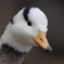 鳥さん