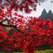 佐久山御殿山公園