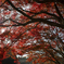 佐久山御殿山公園