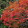 佐久山御殿山公園