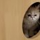 猫カフェにて