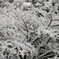 雪の日