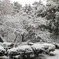 雪の日