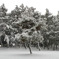 雪の日