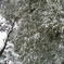 雪の日
