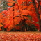 紅葉ピーク
