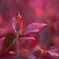 紅葉と露