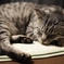 ひるねねこ