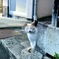猫ちゃん