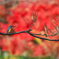 紅葉カワセミ