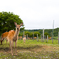 こじか公園
