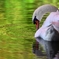 翠緑の水輪
