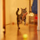 猫五輪準備中。