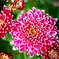 お宮さんの菊 ＜2＞