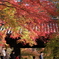 秋月の紅葉