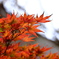 紅葉2020
