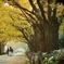 autumn for tokyoies 2020