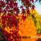 秋の彩り…2