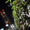 夜のまぶしさ