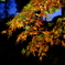 夜の紅葉