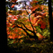 高鴨神社の紅葉