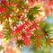 予告：明日は紅葉を投稿予定です