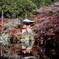 醍醐寺2018②
