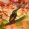 紅葉に染まる