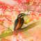 紅葉に染まる